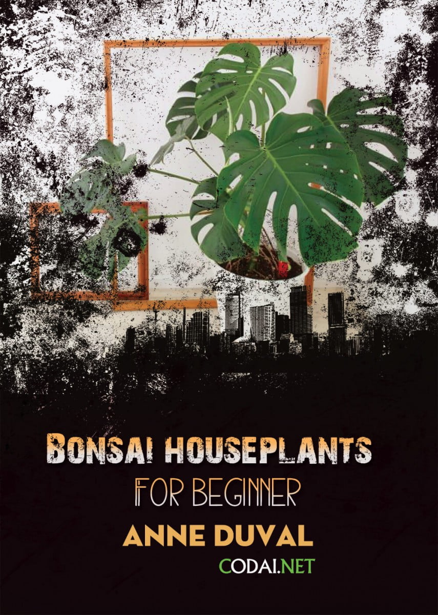 [Ebook Việt Hoá] BONSAI and HOUSEPLANTS for Beginners  – Anne Duval – Lighting for Your Plants (Ánh sáng đối với cây cảnh)