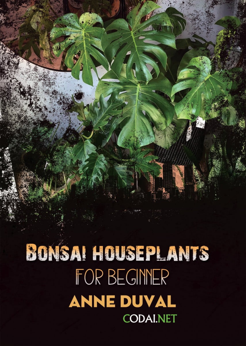 [Ebook Việt Hoá] BONSAI and HOUSEPLANTS for Beginners  – Anne Duval – What Plants Like (Cây cảnh thích gì)