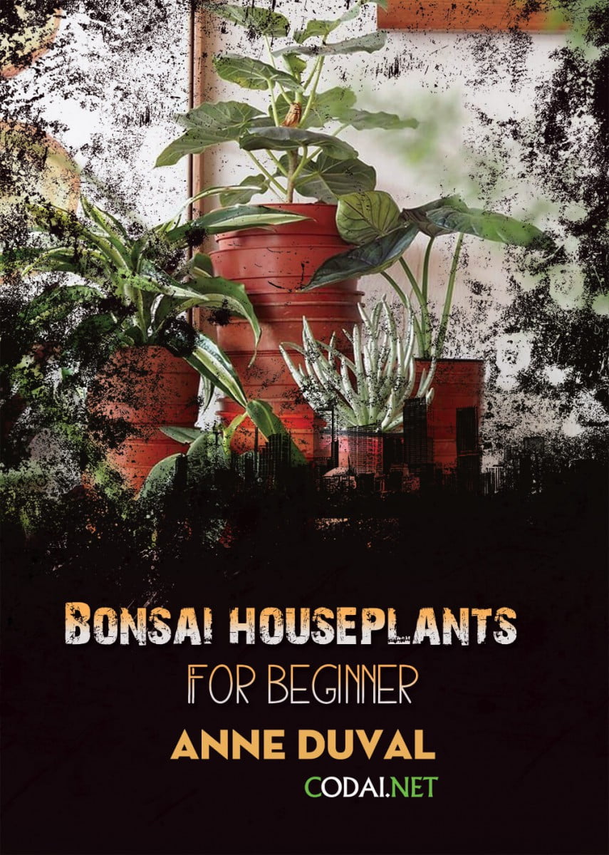 [Ebook Việt Hoá] BONSAI and HOUSEPLANTS for Beginners  – Anne Duval – Top 10 Indoor Tips & Tricks (Top 10 thủ thuật và lời khuyên)