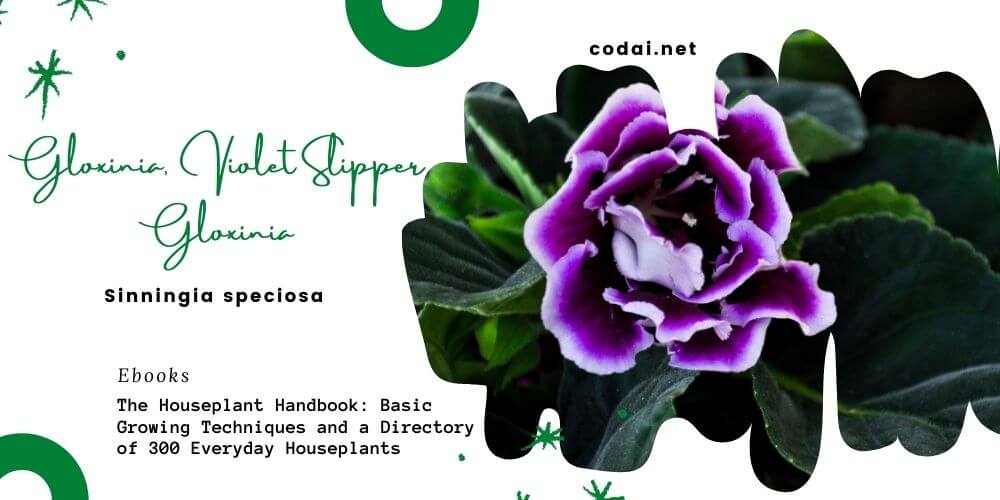 Ebook Việt Hoá] 300 Everyday Houseplants: Brazilian Gloxinia, Florist's  Gloxinia, Gloxinia, Violet Slipper Gloxinia (Sinningia speciosa) - Cỏ Dại