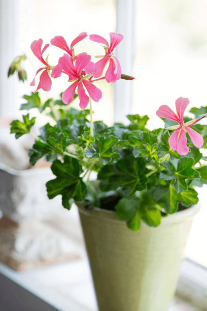 Ivy-leaf geranium, Pelargonium peltatum ‘Sofie Cascade’, is as amiable as the more common zonal geranium, but it has ivy-shaped leaves and a sprawling habit that’s actually easier to host.