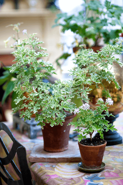 For their variegated foliage and fragrant leaves, Lee grows rose-scented geraniums like Pelargonium ‘Lady Plymouth’ and P. ‘Frosted’.