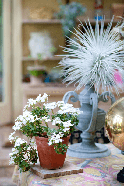 You are apt to encounter plants and botanical oddities just about everywhere in Lee’s home, and vignettes with geraniums, like dwarf Pelargonium ‘Snow White’, are common.