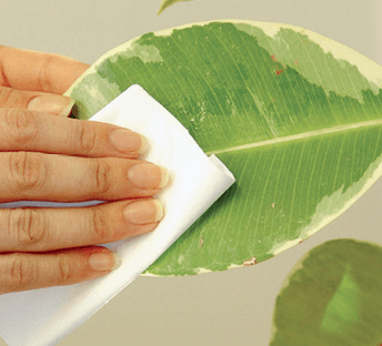 Wipe the leaf with a damp cloth to restore shine and remove dust.