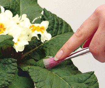 Use a paintbrush to clean dust off hairy leaves.