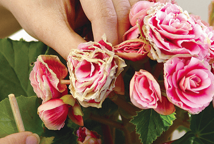 Snap off dead flowers between your thumb and forefinger.