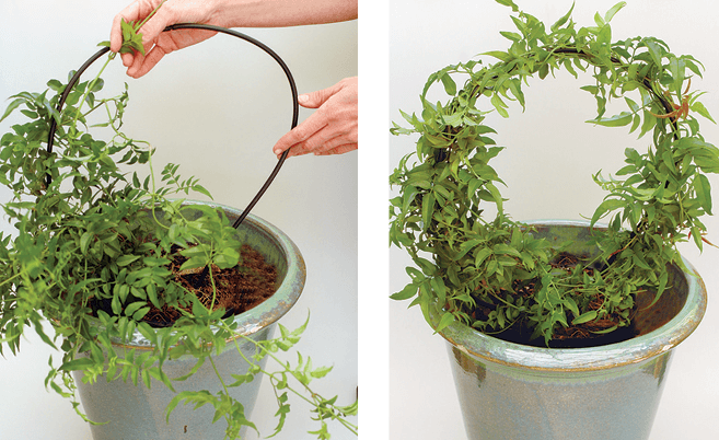 Form a hoop with pliable cane and attach the plant with string.