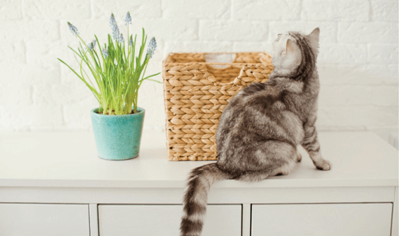 Close doors to prevent pets from knocking over plants.