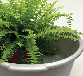 Stand plants in a bowl of water.