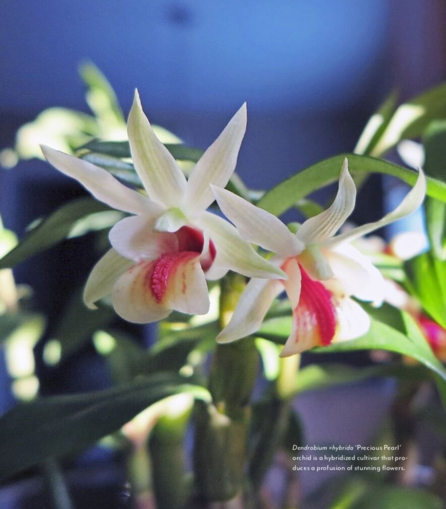 Dendrobium ×hybrida ‘Precious Pearl’ orchid is a hybridized cultivar that pro- duces a profusion of stunning flow 