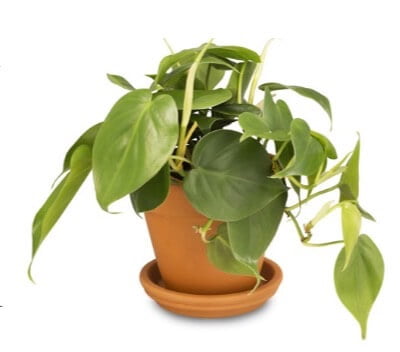 Heartleaf philodendron (Philodendron hederaceum), is a popular species of houseplant. 