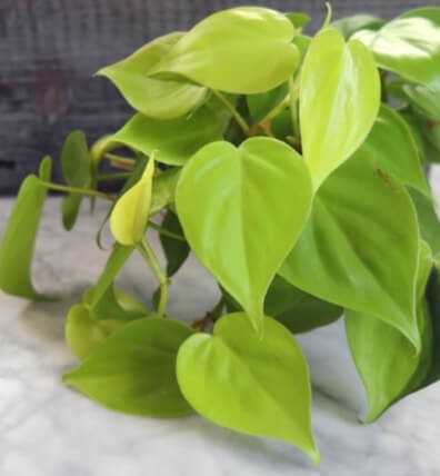 A chartreuse-leaved variety of heartleaf philodendron named Philodendron hederaceum var. aureum. You’ll sometimes see it called ‘Lemon Lime’ or ‘Neon’. 