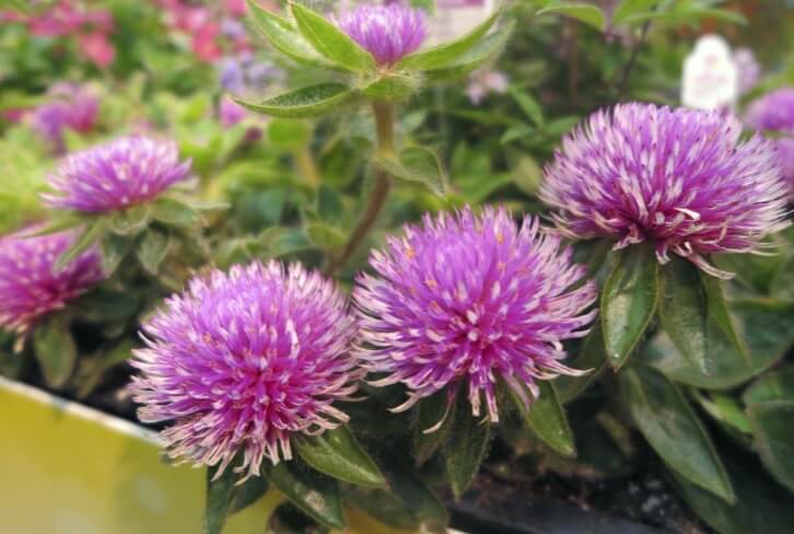 Species of gomphrena (globe amaranth) typically produce smaller flowers than this hybridized gomphrena with the cultivar name ‘Pink Zazzle’.