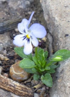 This tiny viola seedling that seeded itself into the cracks in my driveway was produced from a dark blue viola hybrid cultivar that I planted in my garden. This baby viola plant has a different growth habit and a lighter flower color than its F1 hybrid parent. 
