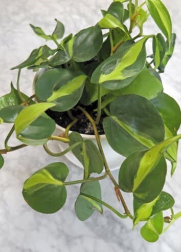 When you buy this cultivar of philodendron, you should see the patented cultivar name ‘Brasil’ on the tag. 