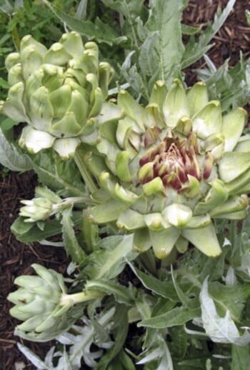 When you grow heirloom varieties of artichoke, you can let some of the flower heads bloom and go to seed instead of harvesting them to eat. Save the seed to start the next season. Plus, the flowers are beautiful! 