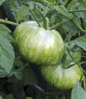 ‘Green Zebra’ tomatoes are a reliable open-pollinated selected cultivar, and modern heirloom, with sweet green fruit. I can save seeds from season to season. 