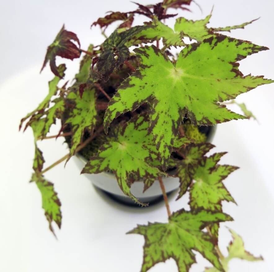 Several professional plant companies sell the hybrid rhizomatous begonia cultivar ‘Phoe’s Cleo’, but it is not currently patented. That means you are allowed to both propagate and distribute it freely. 