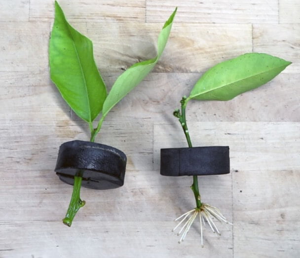 The citrus cutting on the left was not treated with rooting hormone. The cutting on the right, taken at the same time, was treated with rooting hormone. The cutting on the left will likely develop roots eventually, but it will take longer. 