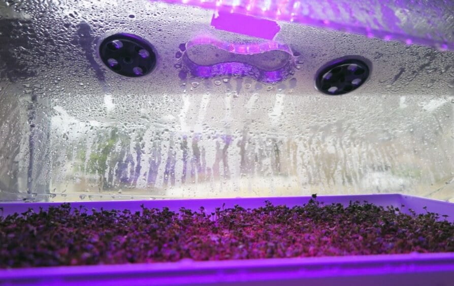 Some humidity domes come in taller sizes with a vent you can open and close to conserve or vent moisture and heat. This makes moisture management eas- ier, allowing you to grow the seedlings under cover for longer.