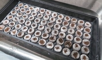 I set this tray of compressed coir pellets in my kitchen sink and covered them with water until they fully expanded. Now they are ready for a variety of seeds or cuttings. 