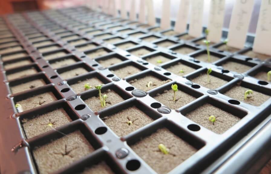 Broccoli seeds germinating in an Oasis plug tray. Once rooted, these plugs will pop right out for you to transplant into a larger container. 