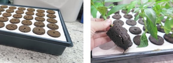 Foam root plugs sit inside a Styrofoam tray that floats in water, inside a watertight tray. Here you can see roots emerging from a citrus cutting. There are also pepper plant cuttings growing in the same tray.