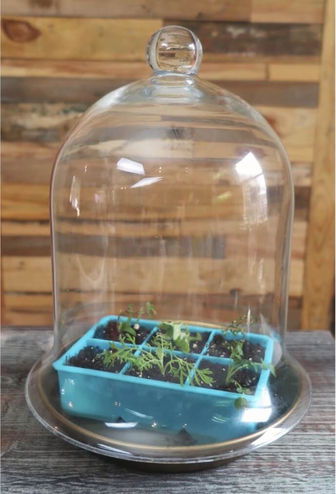 This glass bell jar covers cuttings to maintain higher humidity. 