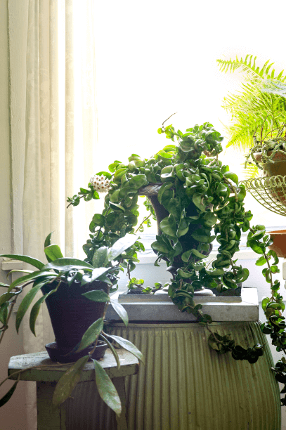 I keep hoyas in my bedroom window all year long because I simply cannot live without them. Hoya carnosa (far left) is an heirloom variety, but H. compacta (in the urn) is a more interesting version.