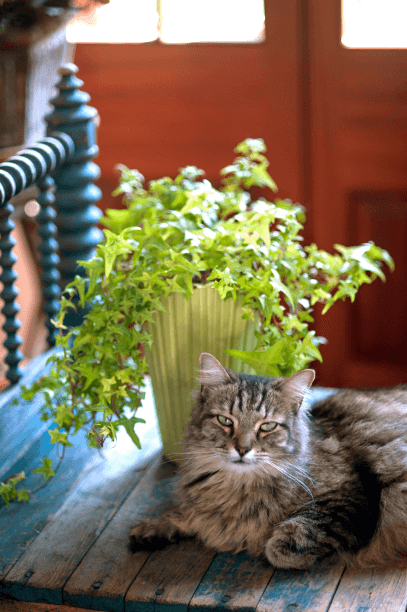 Ivies are so prevalent in supermarkets that they rarely come with names. Einstein likes the companionship of a trailing plant, but he doesn’t nibble—ivies are toxic to pets.