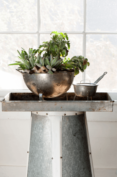 You can find panda plants (Kalanchoe tomentosa) just about anywhere. Try pairing one with Kalanchoe beharensis ‘Maltese Cross’ in a colander—both are diehards.