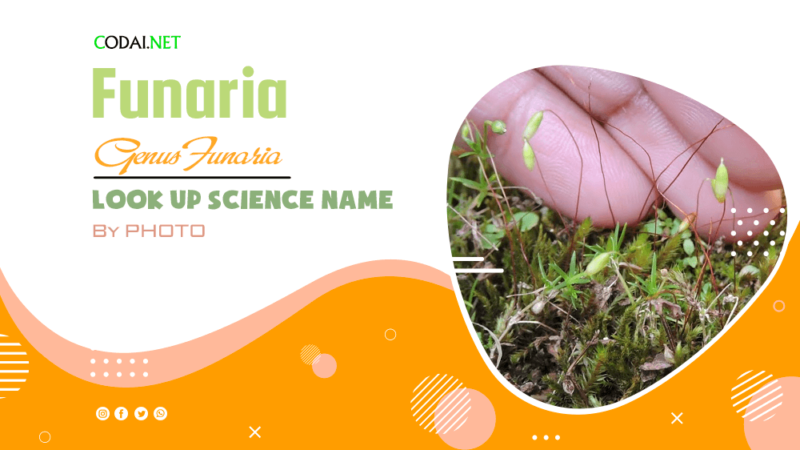 Look up Science Name by Photos: All species (& cultivars) from genus Funaria