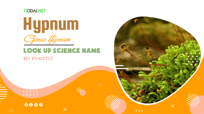 Look up Science Name by Photos: All species (& cultivars) from genus Hypnum