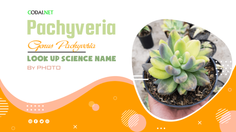 Look up Science Name by Photos: All species (& cultivars) from genus Pachyveria