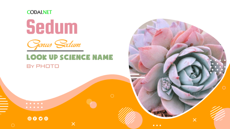 Look up Science Name by Photos: All species (& cultivars) from genus Sedum