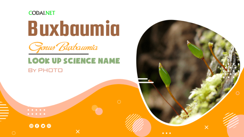 Look up Science Name by Photos: All species (& cultivars) from genus Buxbaumia