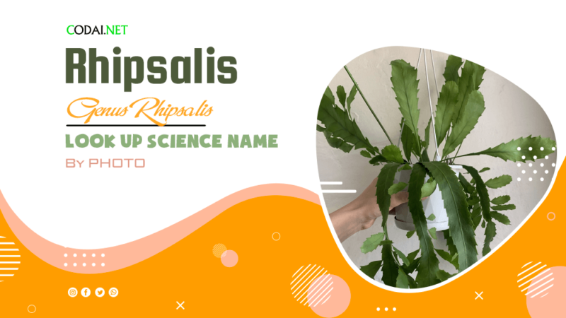 Look up Science Name by Photos: All species (& cultivars) from genus Rhipsalis