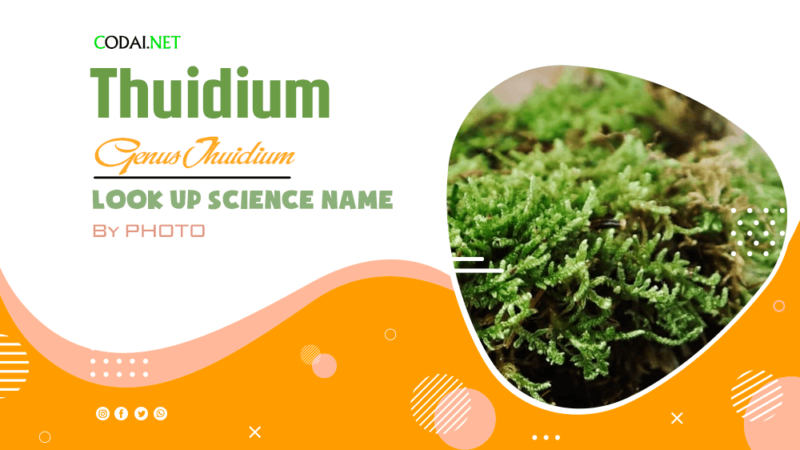 Look up Science Name by Photos: All species (& cultivars) from genus Thuidium