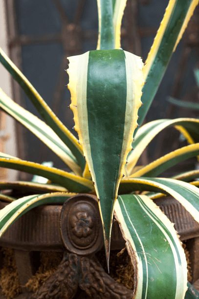  If you love to water, avoid succulent plants such as agaves.