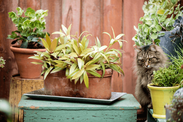 Einstein admires a group of plants, but keeps his paws off them.