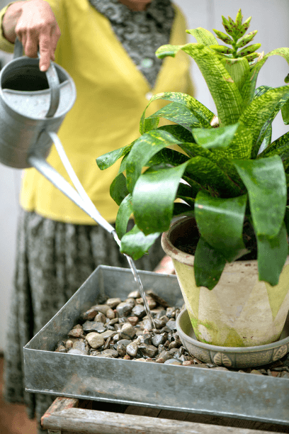 A pebble tray is an effective means of increasing humidity immediately around plants.