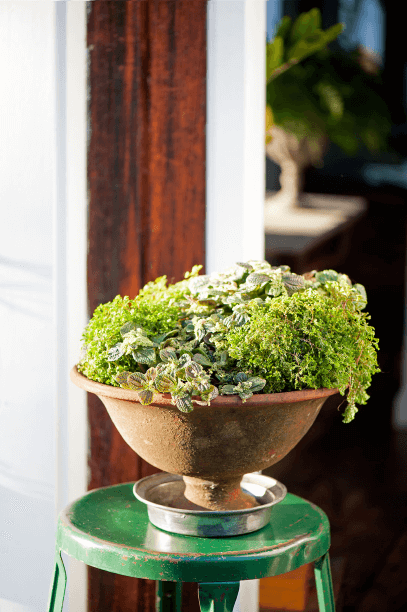 Footed urns, like this one cradling pilea and moss, drain more rapidly than other containers. If you tend to forget to water, go a different route when selecting a pot.