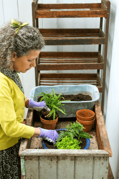Try potting ferns together in a combination planter.