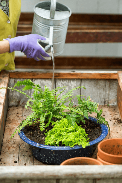 Be sure to water a mutual container after potting.