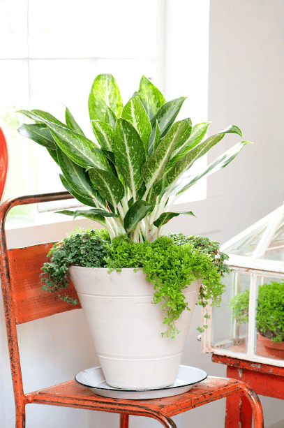 Aglaonema ‘Queen of Siam’ shoots upright from the container, so filling around it with Selaginella kraussiana ‘Aurea’ and Pilea grandis ‘Aquamarine’ makes a stronger visual statement.