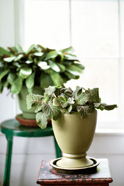 Looking particularly swank in a Floraline urn, Fittonia verschaffeltii shares a space with prayer plant, Ctenanthe burle-marxii ‘Amagris’ (in the distance).