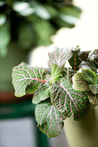 With pink or white streaks accenting the leaves of the nerve plant, it’s easy to it’s easy to see the reason for the common name.