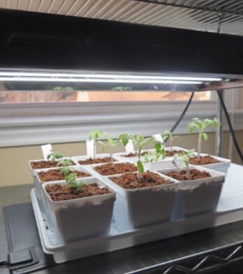 Right now, these transplanted tomato seedlings are at a good distance from the grow lamps. As they continue to grow, I’ll need to create more distance between them and the grow lamp. 