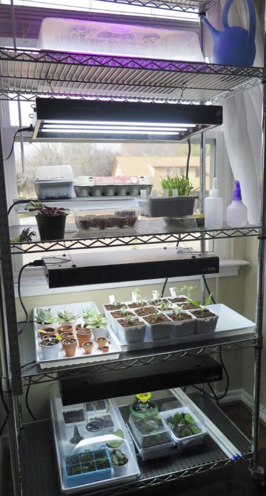 Sometimes I simply prop up seed- germinating containers, so they are closer to the light and then remove the props as they grow. I often have a variety of different seeds and cuttings growing on the same shelf, simultaneously. I can use smaller grow light fixtures in this space, which also has some ambient light from an adjacent window. 
