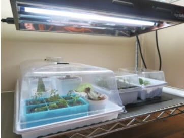 I removed three of the four lamps in this HO T5 fluorescent grow light fixture for my vegetative cuttings, leaving the light on for 24 hours a day until cuttings root. After that, I’ll add lamps back to the fixture and reduce day length to 12 to 14 hours. You can see that I’ve used seed trays to hold my cuttings and covered them with humidity domes as they root. 